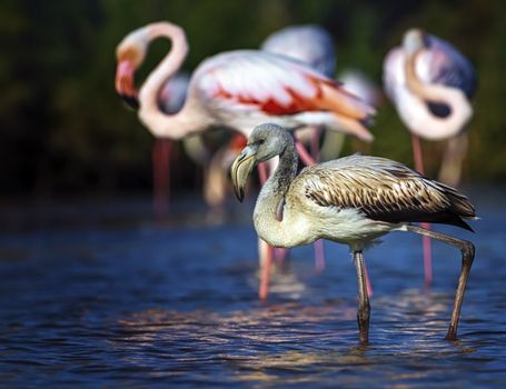 Young greater flamingo, phoenicopterus roseus, walking in the water next to adults in Camargue, France