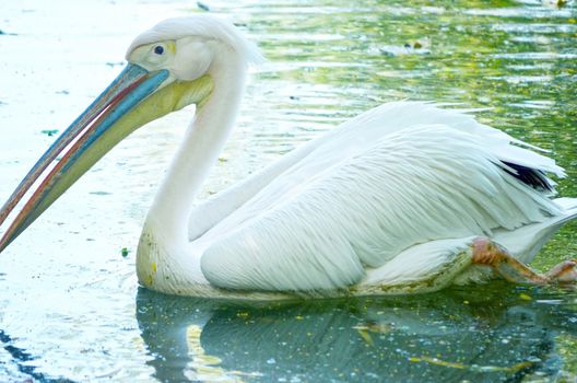 Photo of a beautiful white swan in the lake