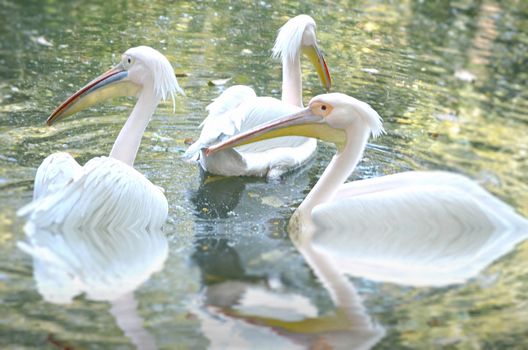 Photo of a beautiful white swan in the lake