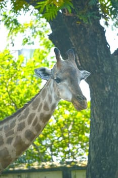 Closeup view of giraffe face.