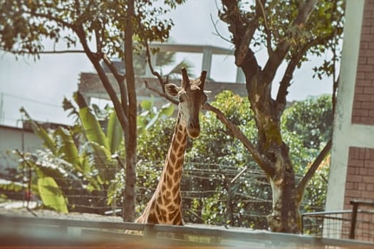 Closeup view of giraffe face.