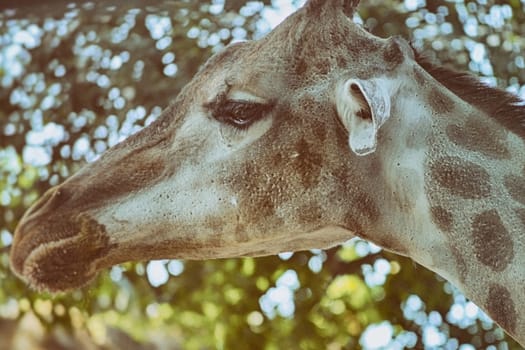 Closeup view of giraffe face.