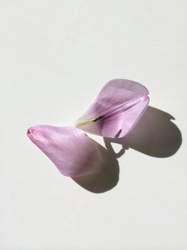 Purple tulip petals on white