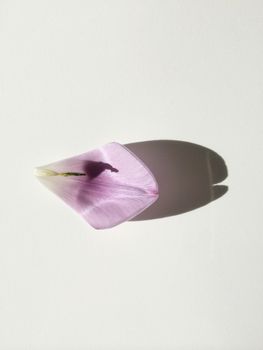 Purple tulip petal on white