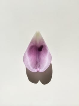 Purple tulip petal on white