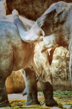 Portrait image of Wildlife Elephant