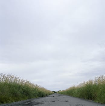 road through field
