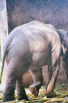 Portrait image of Wildlife Elephant
