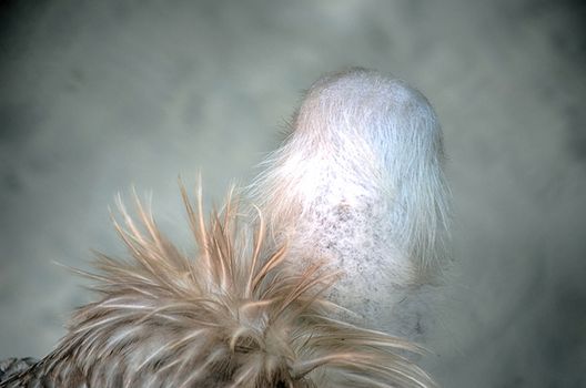Portrait of a child bald eagle
