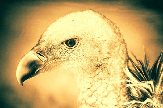 Portrait of a child bald eagle