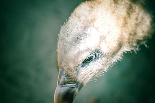 Portrait of a child bald eagle