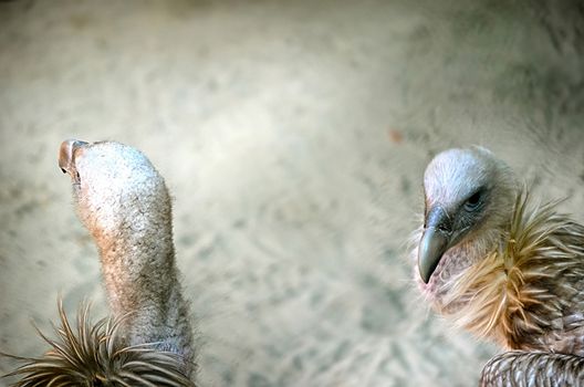 Portrait of a child bald eagle