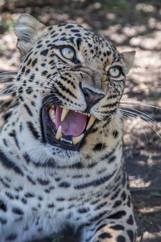 Beuatiful Leopard wild cat with large fangs and snarling