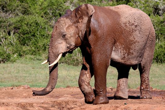 Large African elephent smelling for water with it's trunk
