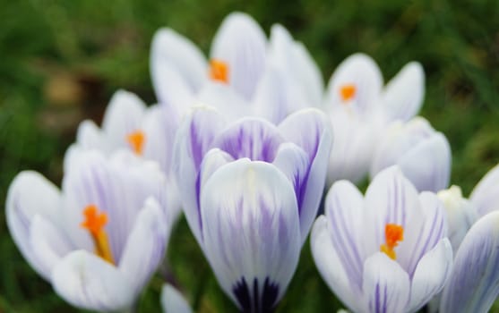 A close-up image of colourful Spring Crocus flowers.