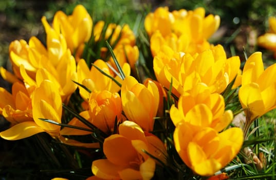 A close-up image of beautiful yellow Crocus flowers.