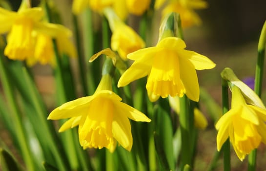 A close-up image of colourful miniature Daffodils.