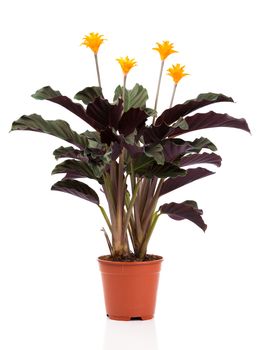 Eternal flame flower (calathea crocata orange) in  flowerpot on white background. Calathea crocata is a perennial.