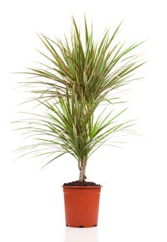 Dracaena in a pot on a white background