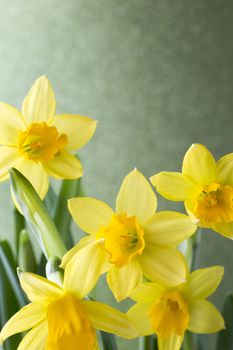 Yellow daffodils on a colored background. Easter greeting card.