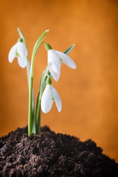 Snowdrop ground stack. Springt time.