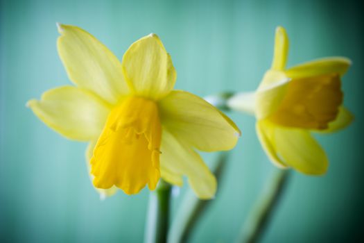 Yellow daffodils on a colored background. Easter greeting card.