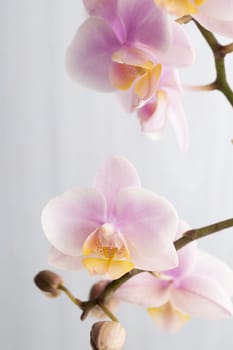 Orchid on a stone surface. Studio photography.