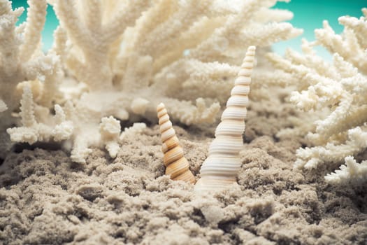 Shell and coral on the sand, the sea beach.