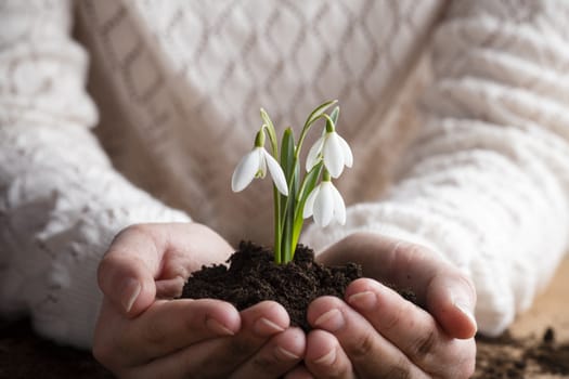 A little girl holding a snowdrop.