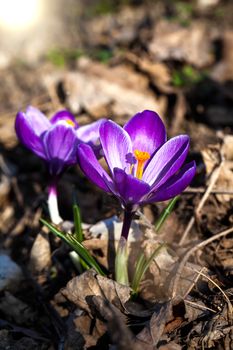 close up purple crocus flowers in spring