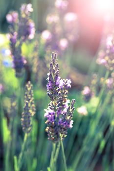 Lavender flowers in the summer