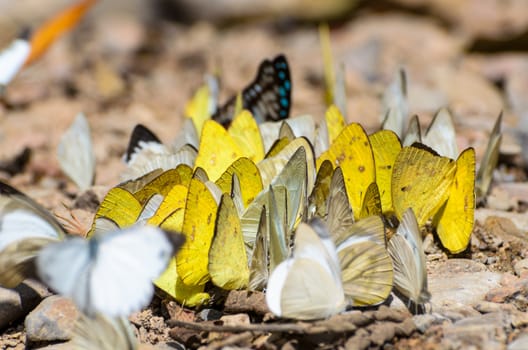 Large group of Grass Yellow or Eurema Hecabe butterfly and several species feeding on the ground.