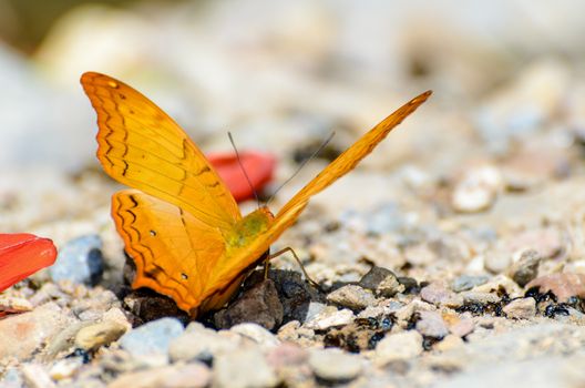 Cruiser butterfly (Vindula dejone) with orange from the family Nymphalidae feeding on the ground