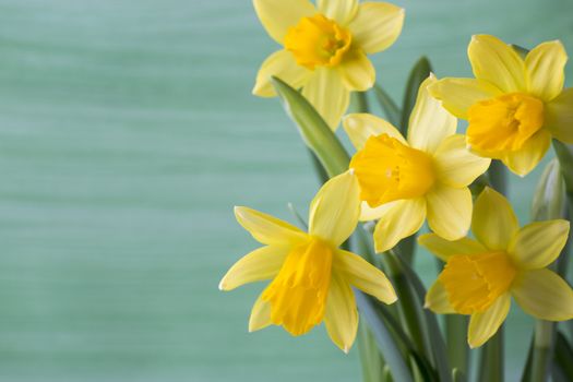 Yellow daffodils on a colored background. Easter greeting card.