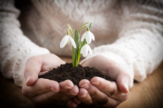 A little girl holding a snowdrop.