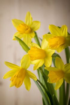 Yellow daffodils on a colored background. Easter greeting card.