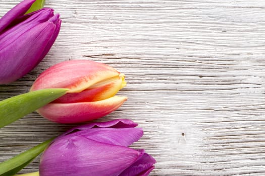 Tulips on a wooden surface. Studio photography.