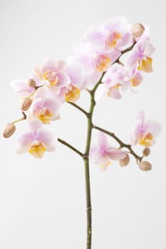 Orchid on a wooden surface. Studio photography.