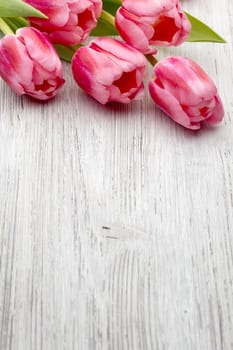 Pink tulips on the wooden background.