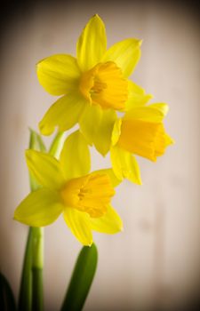 Yellow daffodils on a colored background. Easter greeting card.