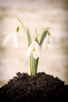 Snowdrop ground stack. Springt time.