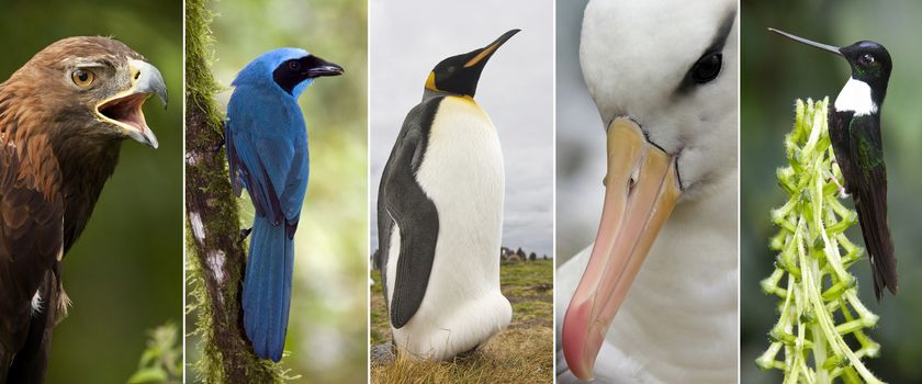 A selection of images of birds - Golden Eagle (Scotland), Blue Jay (Ecuador), King Penguin (Falkland Islands), Black-browed Albatross (Falklands) and a Collared Inca Hummingbird (Ecuador).