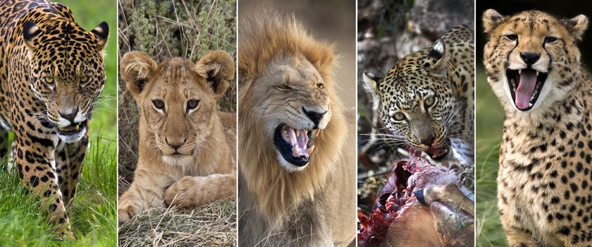 Big Cats - Jaguar, Lion Cub, Male Lion, Leopard and Cheetah