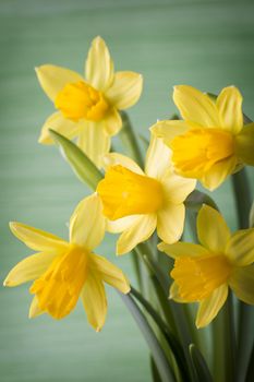 Yellow daffodils on a colored background. Easter greeting card.