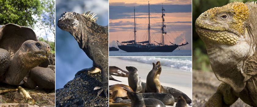 Wildlife of the Galapagos Islands - The Galapagos Islands are a Pacific archipelago on the equator, about 1,045 km (650 miles) west of Ecuador. The islands have abundant wildlife, and were the site of Charles Darwin's observations of 1835, which helped him to form his theory of natural selection.