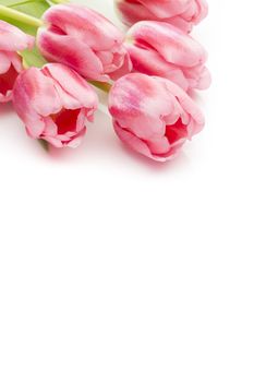 Pink tulips on the white background.