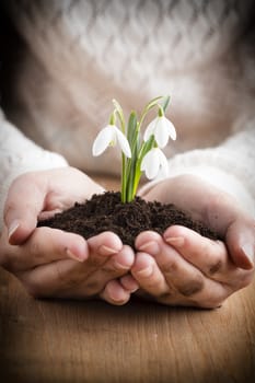 A little girl holding a snowdrop.