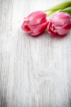 Pink tulips on the white background.