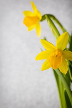 Yellow daffodils on a colored background. Easter greeting card.