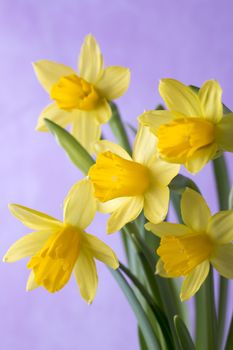 Yellow daffodils on a colored background. Easter greeting card.